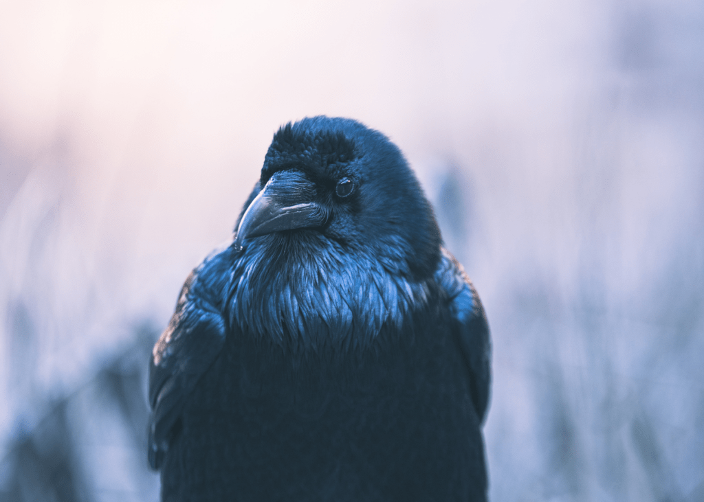 Free poetry online Colorado poet raven nature